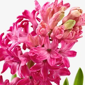 HYACINTHUS φυτό σε γλάστρα/1 βολβός/Υάκινθος, 8 cm 805.878.41