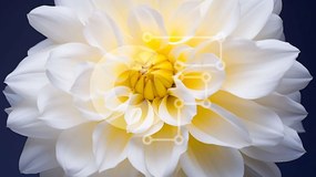 Intra Συλλεκτικό Ξύλινο Παζλ Plywood 4mm - Λευκό και κίτρινο λουλούδι Ντάλια σε πρώτο πλάνο Σε Ξύλινο Κουτί - Διαστάσεις: 10x10 cm – 25 κομμάτια