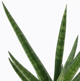 SANSEVIERIA φυτό σε γλάστρα με κασπό, Σανσεβέρια 304.020.34