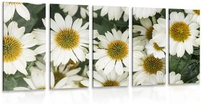 Εικόνα 5 μερών ενός λουλουδιού φαρμακευτικού χαμομηλιού - 100x50
