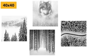 Σετ εικόνων λύκος σε ένα μυστηριώδες δάσος σε μαύρο & άσπρο