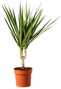 DRACAENA φυτό σε γλάστρα/Δράκαινα Mαρτζινάτα, 9 cm 805.986.89