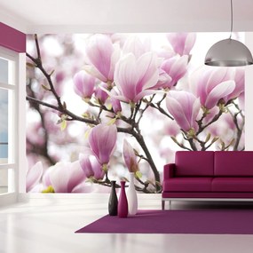 Φωτοταπετσαρία - Magnolia bloosom 350x270