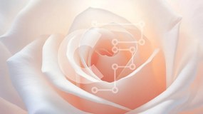 Intra Συλλεκτικό Ξύλινο Παζλ Plywood  4mm - Όμορφο ανθισμένο λευκό τριαντάφυλλο Σε Ξύλινο Κουτί - Διαστάσεις: 10x10 cm – 25 κομμάτια