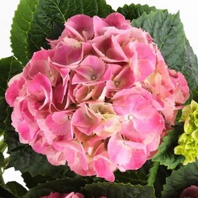 HYDRANGEA φυτό σε γλάστρα/Ορτανσία, 15 cm 805.697.38