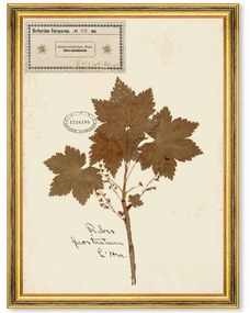 Κάδρο Herbarium Alpinium XII FA13466 35x50cm Multi MindTheGap Κάθετοι Ξύλο,Γυαλί