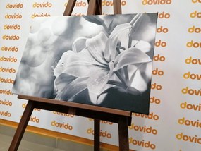 Εικόνα ενός λουλουδιού κρίνου σε αφηρημένο φόντο σε μαύρο & άσπρο