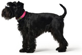 Κολλάρο Σκύλου Hunter Covenience XS-S Ροζ (23-31 cm)