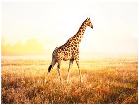 Φωτοταπετσαρία - giraffe - walk 250x193