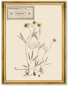 Κάδρο Herbarium Alpinium IV FA13458 35x50cm Multi MindTheGap Vertical Wood, Glass