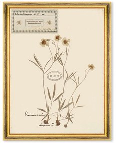 Κάδρο Herbarium Alpinium IV FA13458 35x50cm Multi MindTheGap Vertical Ξύλο,Γυαλί