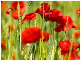 Φωτοταπετσαρία - Cereal field with poppies 250x193