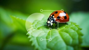 Intra Συλλεκτικό Ξύλινο Παζλ Plywood 4mm - Πασχαλίτσα στα πράσινα φύλλα Σε Ξύλινο Κουτί - Διαστάσεις: 10x10 cm – 25 κομμάτια