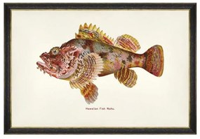 Κάδρο Fishes Of Hawaii - Nohu Fish FA13210 60X40 MindTheGap Οριζόντιοι Ξύλο