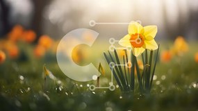 Intra Συλλεκτικό Ξύλινο Παζλ Plywood 4mm - Κίτρινο λουλούδι ασφόδελου στην πράσινη χλόη Σε Ξύλινο Κουτί - Διαστάσεις: 10x10 cm – 25 κομμάτια