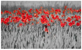 Φωτοταπετσαρία - Red poppies on black and white background 450x270