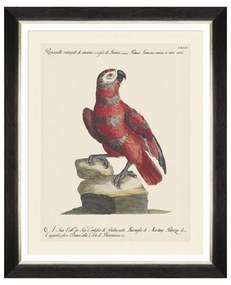 Κάδρο Parrots Of Brasil X FA13220 40X50 MindTheGap Horizontal Wood