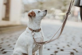 Λουρί Σκύλου Hunter Inari Μπεζ 200 cm