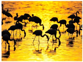 Φωτοταπετσαρία - Kenya: flamingos by the lake Nakuru 350x270