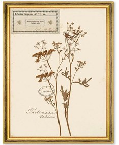 Κάδρο Herbarium Alpinium VII FA13460 35x50cm Multi MindTheGap Vertical Ξύλο,Γυαλί