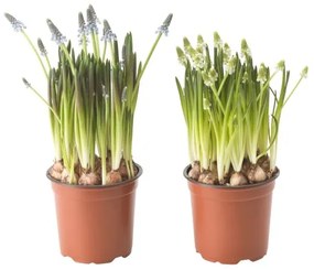 MUSCARI φυτό σε γλάστρα/MUSCARΙ, 12 cm 005.697.42