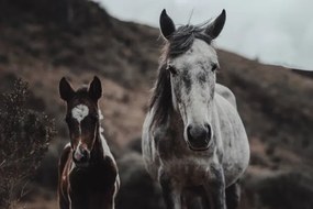 Φωτογραφία Selective focus shot of horses on, Wirestock