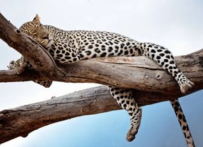 Φωτογραφία Leopard Lying in Tree Against Blue, Vicki Jauron, Babylon and Beyond Photography