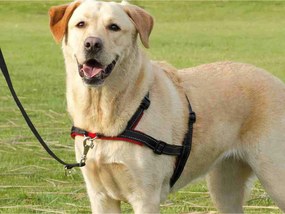 Λουρί Σκύλου Trixie