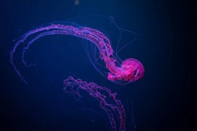 Φωτογραφία Deep blue purple,Close-up of jellyfish swimming, Sebastian  von Ehren / 500px