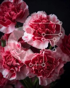 Intra Συλλεκτικό Ξύλινο Παζλ Plywood 4mm - Μπουκέτο από κόκκινα και λευκά γαρίφαλα σε πλήρη άνθιση Σε Ξύλινο Κουτί - Διαστάσεις: 10x10 cm – 25 κομμάτια