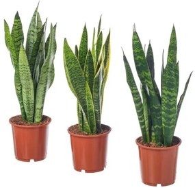 SANSEVIERIA TRIFASCIATA φυτό σε γλάστρα, Sanseveria 004.210.29