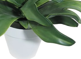 Plant in Pot CONCORAL Κουέρνο 4895011-00N3