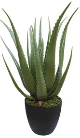 MarHome ΔΕΝΤΡΟ ΑΛΟΗΣ ΣΕ ΓΛΑΣΤΡΑ - Υ70cm 1/2ΚΙΒ  04-20005(18716)
