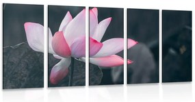 Εικόνα 5 τμημάτων λουλούδι λωτού - 100x50