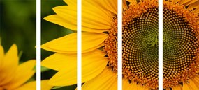 Εικόνα 5 μερών κίτρινος ηλίανθος - 100x50