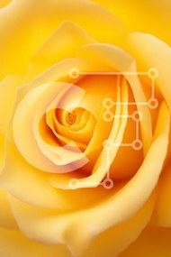 Intra Συλλεκτικό Ξύλινο Παζλ Plywood 4mm - Κοντινό πλάνο ενός κίτρινου τριαντάφυλλου Σε Ξύλινο Κουτί - Διαστάσεις Puzzle: 10x10 cm – 25 κομμάτια