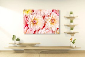 Εικόνα τρυφερά λουλούδια ντάλιας - 60x40
