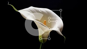 Intra Συλλεκτικό Ξύλινο Παζλ Plywood  4mm - Μονό λευκό Calla Lily σε μαύρο φόντο Σε Ξύλινο Κουτί - Διαστάσεις: 10x10 cm – 25 κομμάτια