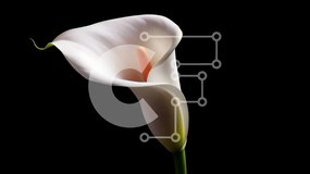 Intra Συλλεκτικό Ξύλινο Παζλ Plywood 4mm - Μονό λευκό Calla Lily με πορτοκαλί στήμονα σε μαύρο φόντο Σε Ξύλινο Κουτί - Διαστάσεις: 10x10 cm – 25 κομμάτια