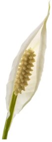 SPATHIPHYLLUM φυτό σε γλάστρα, κρίνος 601.449.01