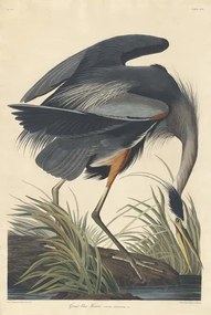 Αναπαραγωγή Great blue Heron, 1834, John James (after) Audubon