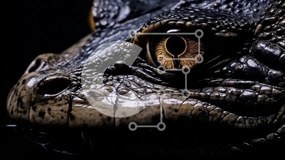 Σετ των 2 Intra Συλλεκτικό Ξύλινο Παζλ Plywood 4mm - Κοντινό πλάνο του προσώπου του αλιγάτορα Σε Ξύλινο Κουτί - Διαστάσεις: 10x10 cm – 25 κομμάτια