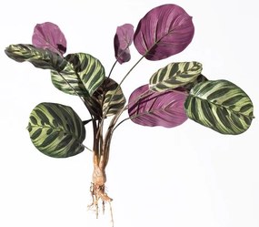 Supergreens Τεχνητή Χωνευτή Καλαθέα Makoyana Πράσινη 61 εκ.