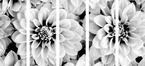Εικόνα 5 τμημάτων λουλούδια ντάλια σε ασπρόμαυρο
