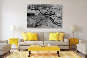Εικόνα σουρεαλιστικών δέντρων σε μαύρο & άσπρο