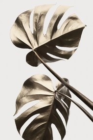 Εικονογράφηση Monstera Gold 08, Studio Collection