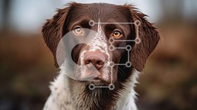 Σετ των 2 Intra Συλλεκτικό Ξύλινο Παζλ Plywood  4mm - Καφέ και λευκό σκυλί σε μια δασώδη περιοχή Σε Ξύλινο Κουτί - Διαστάσεις: 10x10 cm – 25 κομμάτια