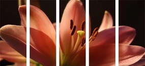 Εικόνα 5 τμημάτων όμορφος ροζ κρίνος σε μαύρο φόντο - 200x100