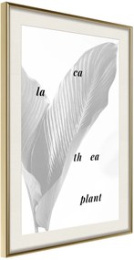 Αφίσα - Calathea Leaves - 40x60 - Χρυσό - Με πασπαρτού