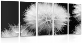 Εικόνα 5 μερών ασπρόμαυρη πικραλίδα - 100x50